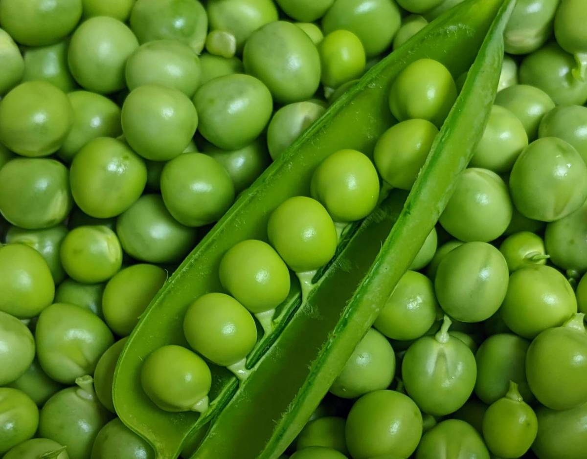完全無農薬　有機栽培　グリーンピース　　鞘入　　　鞘豆　２０個_画像1