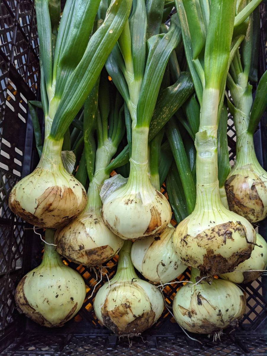 無農薬　有機栽培　玉ねぎ　タマネギ　１ｋｇ　サラダにどうぞ_イメージ画像です