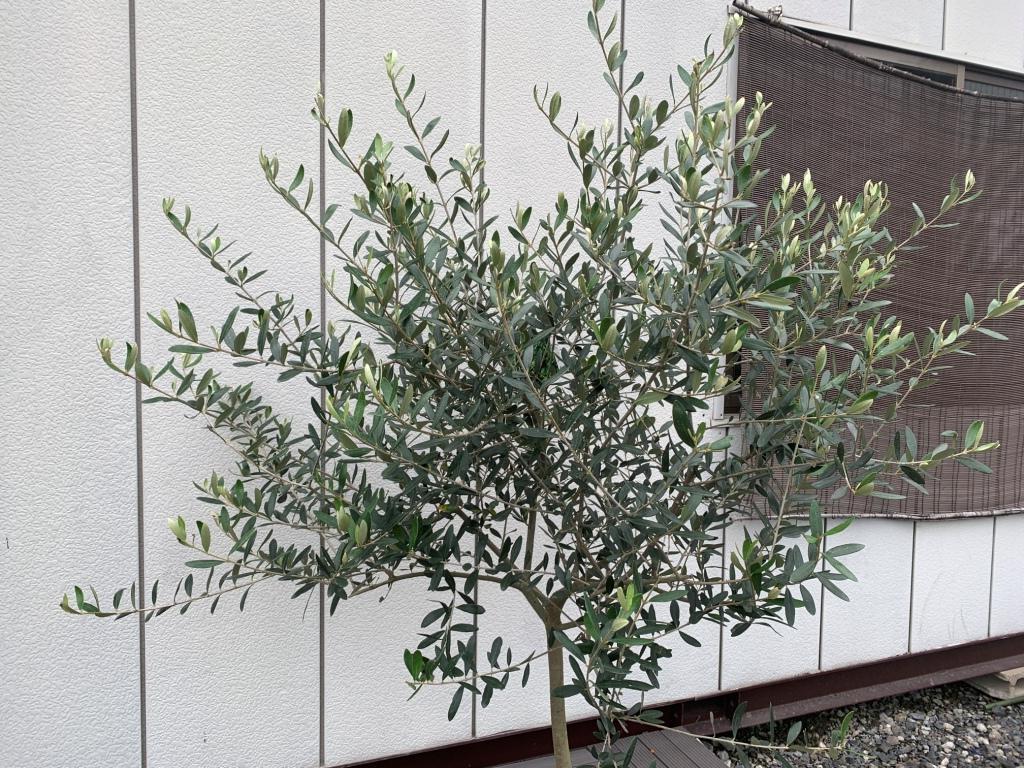□□自然樹形 人気品種♪ オリーブ **ルッカ** 樹高1.3m 植木、庭木 □□自然樹形 人気品種♪ オリーブ **ルッカ** 樹高1.3m 植木、庭木