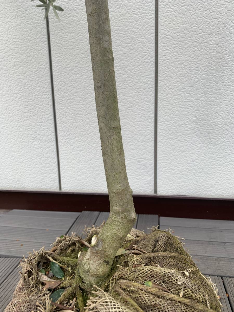 □□自然樹形 人気品種♪ オリーブ **ルッカ** 樹高1.3m 植木、庭木 □□自然樹形 人気品種♪ オリーブ **ルッカ** 樹高1.3m 植木、庭木