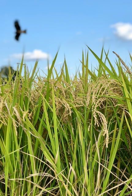 小麦粉の代わりに甘いです！無添加米粉1キロ　米粒無し！　地元の朝市で人気です。！唐揚・お菓子・団子・使い方色々！_画像4