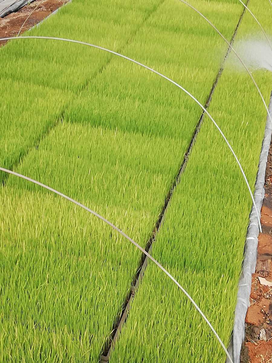 新米　令和3年度産　コシヒカリ　玄米20kg 徳島産　　農家直送　減農薬米_画像1