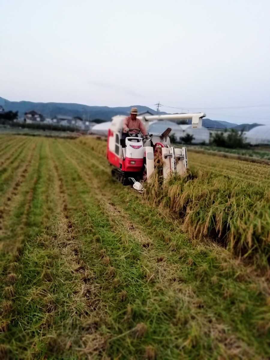 新米　令和3年度産　コシヒカリ　玄米20kg 徳島産　　農家直送　減農薬米_画像3