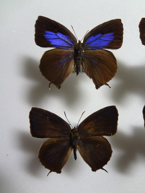 蝶の標本　ムラサキツバメ　ペア_画像2