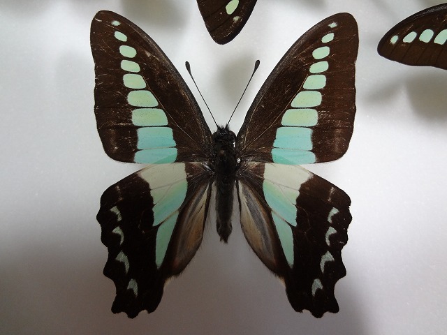 蝶の標本　アオスジアゲハ　ペア_画像4