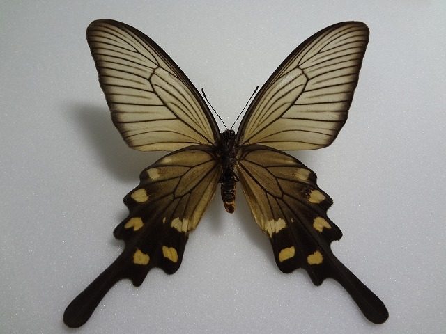 蝶の標本　ジャコウアゲハ　ペア_画像4