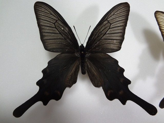 蝶の標本　ジャコウアゲハ　ペア_画像2