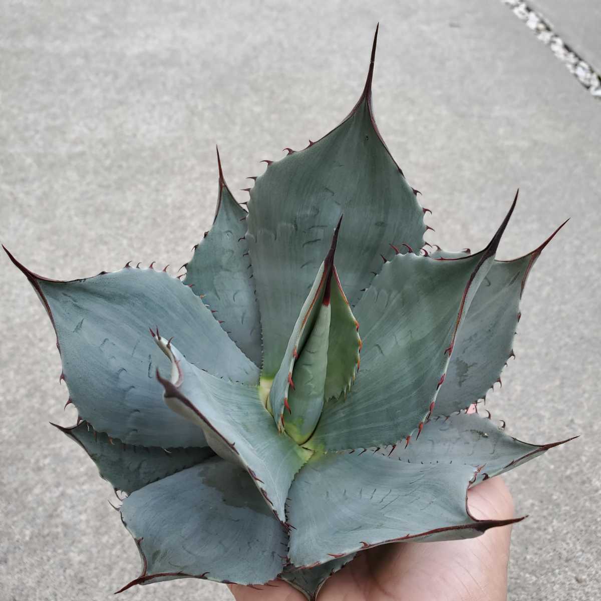 美種 1円スタート! アガベ パリー var.トランカータ| Agave 美種 1円スタート! アガベ パリー var.トランカータ| Agave