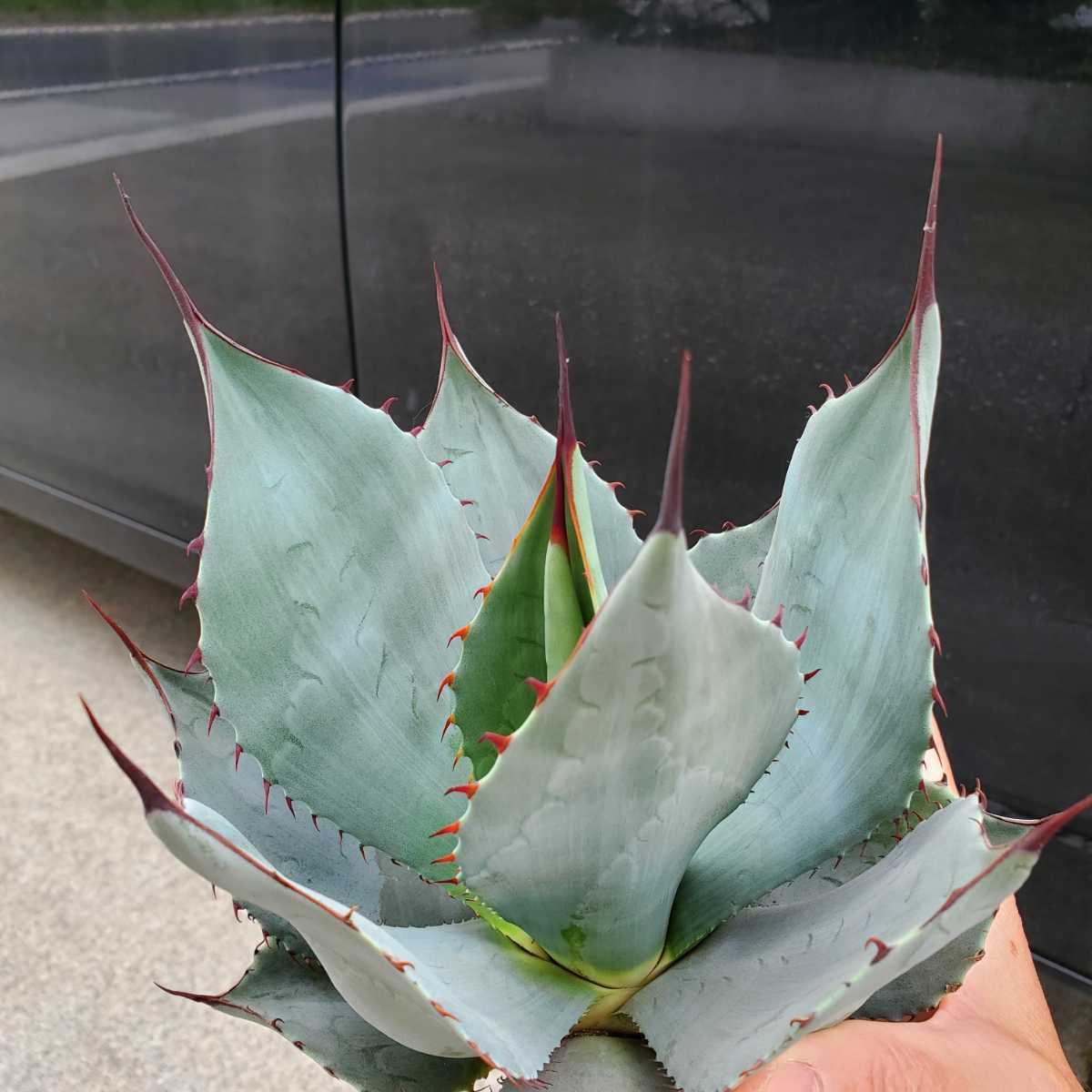 美種 1円スタート! アガベ パリー var.トランカータ| Agave 美種 1円スタート! アガベ パリー var.トランカータ| Agave