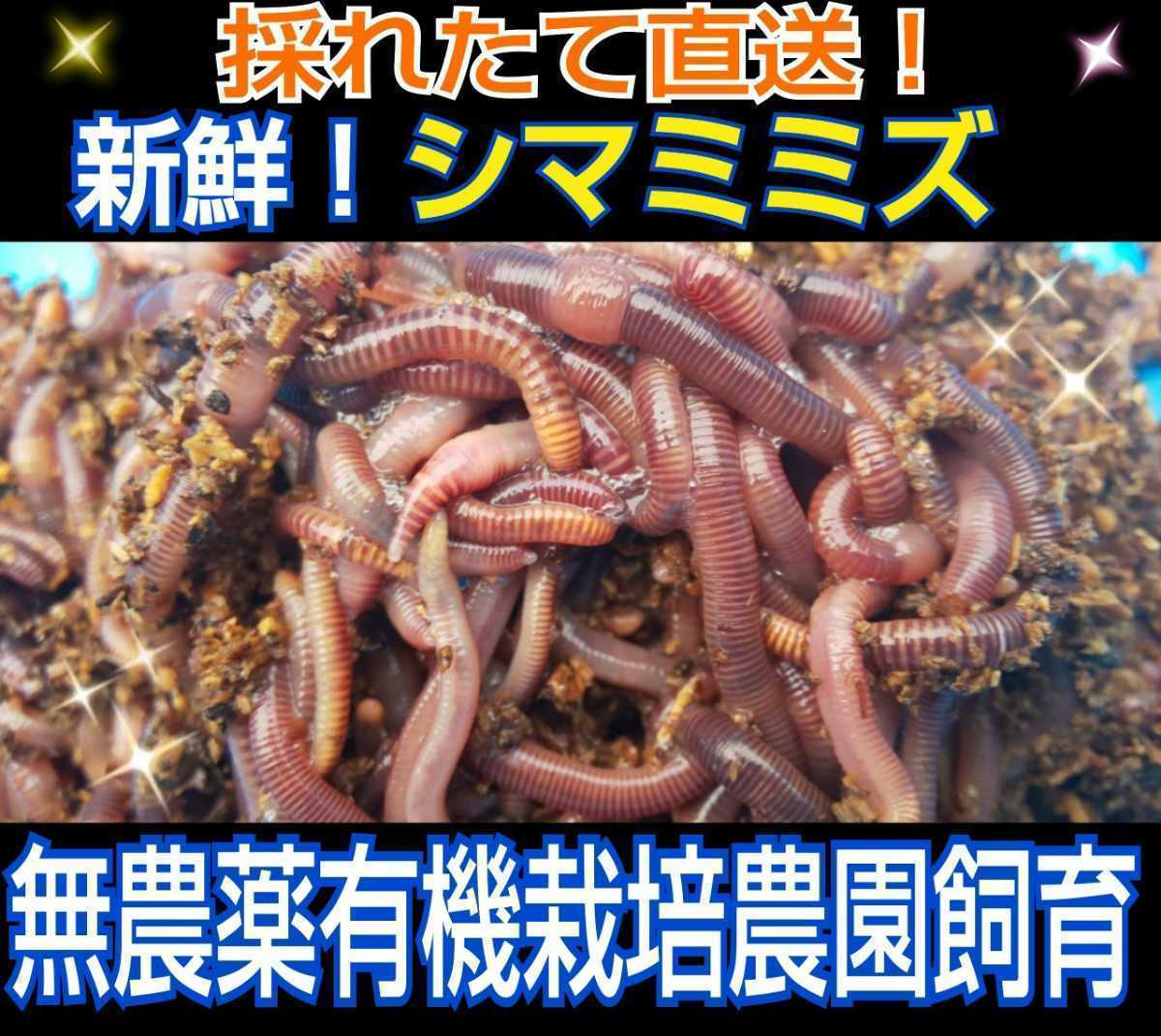 サラマンダーの餌に！新鮮！採れたて直送！シマミミズ100匹セット☆良く食べます！栄養満点！爬虫類の餌、亀の餌、観賞魚の餌、釣りの餌に_画像2