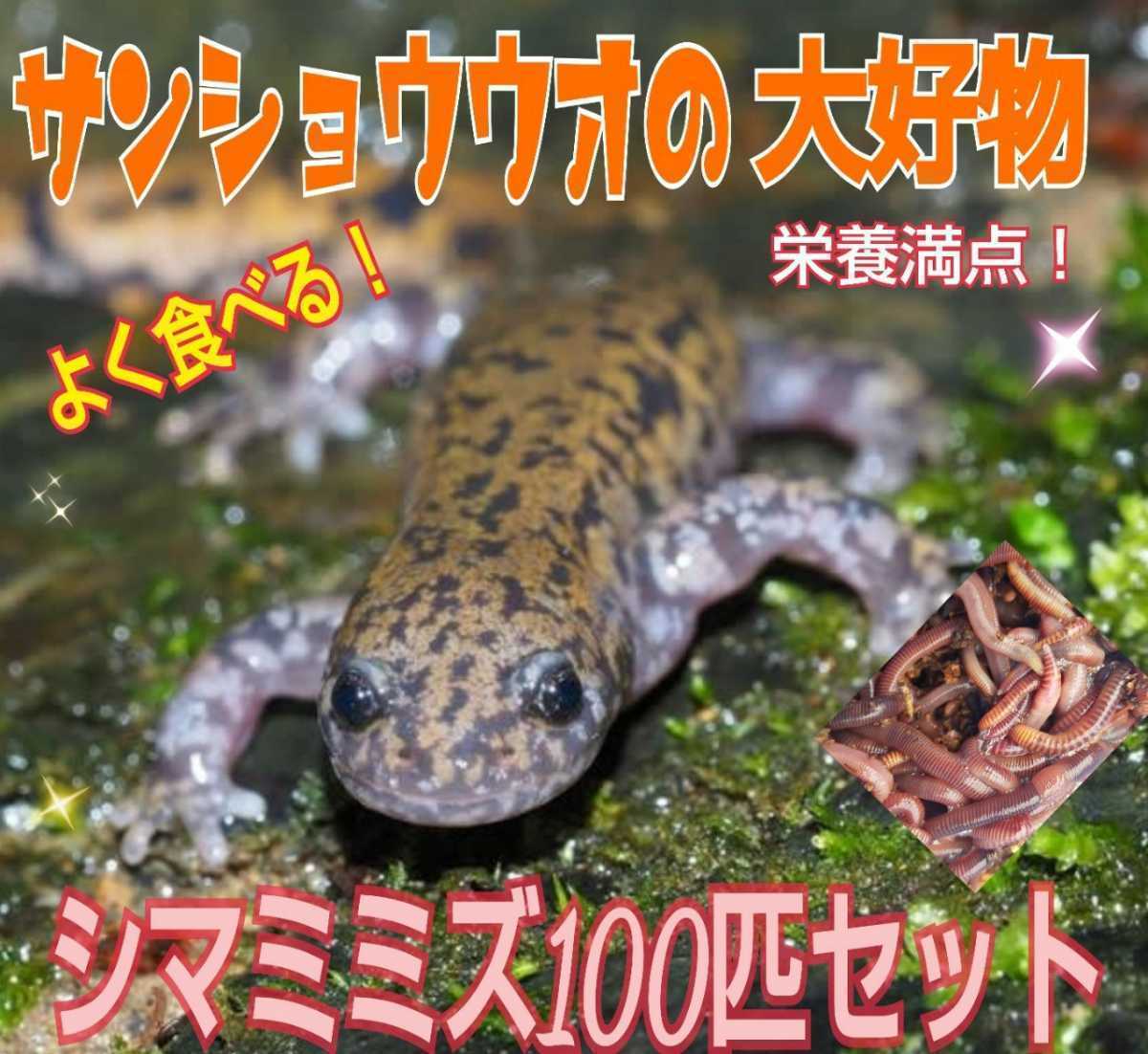 サラマンダーの餌に！新鮮！採れたて直送！シマミミズ100匹セット☆良く食べます！栄養満点！爬虫類の餌、亀の餌、観賞魚の餌、釣りの餌に_画像7