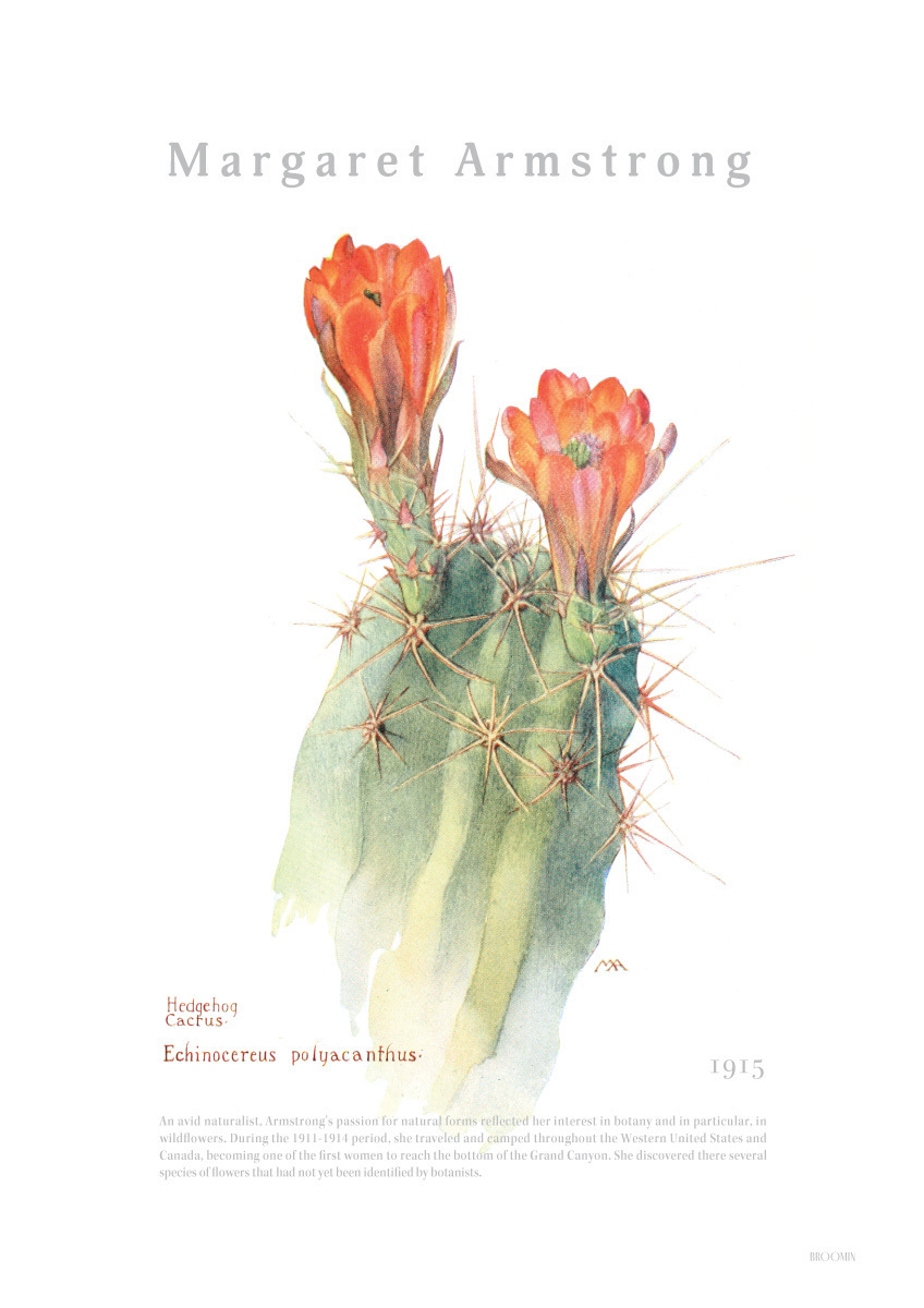 BROOMIN art poster Hedgehog cactus plant nature flower picture poster illustration B5 182×257mm AP037