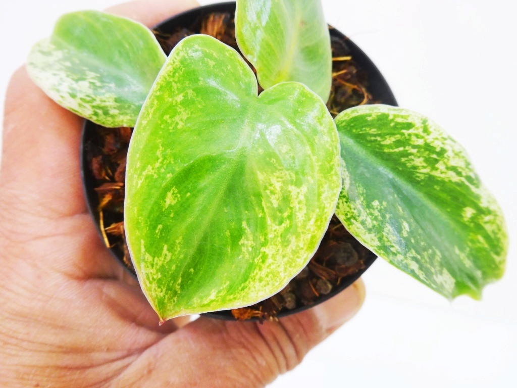 東京988ゾロ目は１円～フィロデンドロン　イルセマニー　斑入り総柄極美苗　Philodendron ilsemanii variegated ＊最後の画像は親株参考_画像1