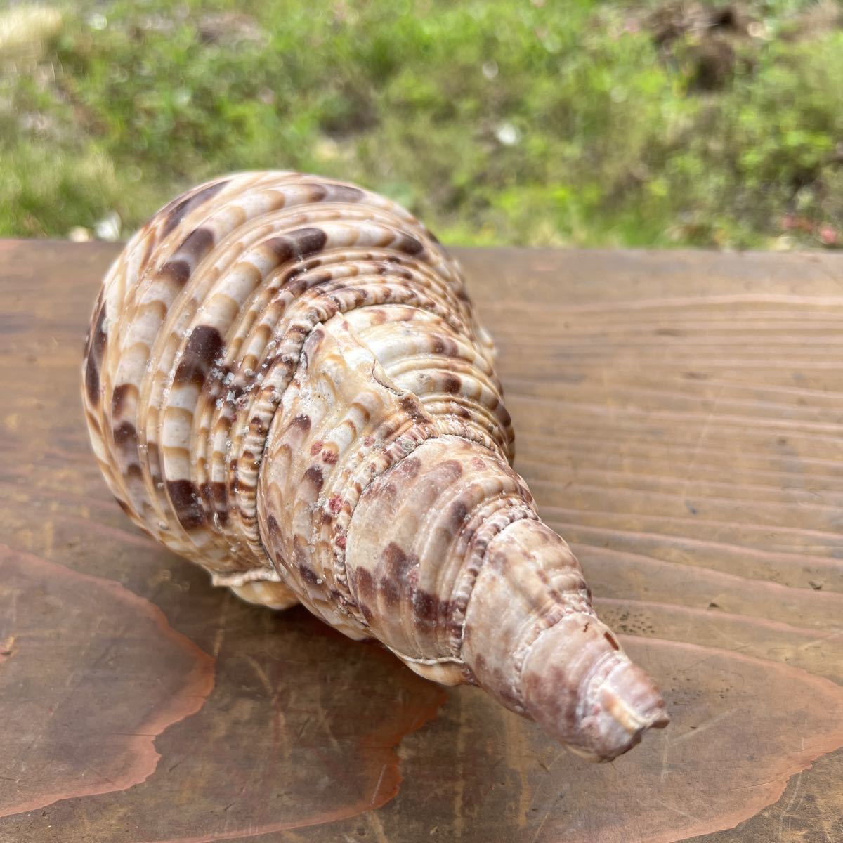 貝殻標本(沖縄の青い海の宝) taniura.com