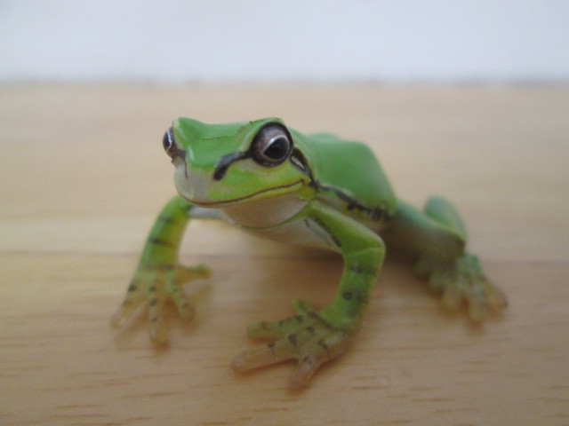 殿堂 ニホンアマガエル 原色両生類カエル図鑑 その他 殿堂 ニホンアマガエル 原色両生類カエル図鑑 その他