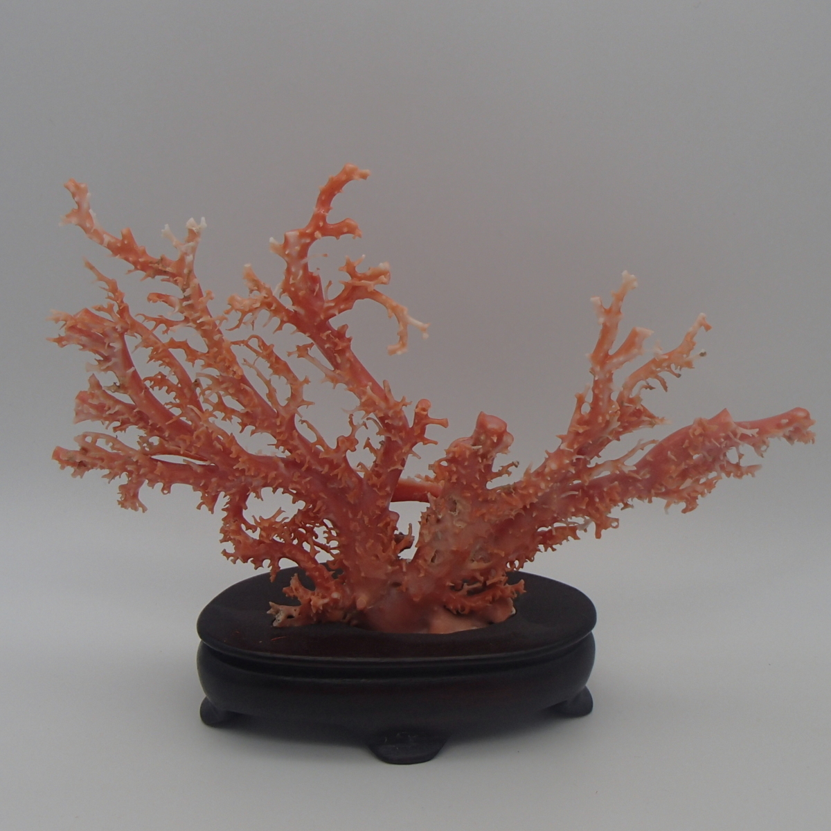 ◎桃珊瑚原木置物枝約195.0g / 珊瑚コーラルサンゴ◎TX 的詳細資料