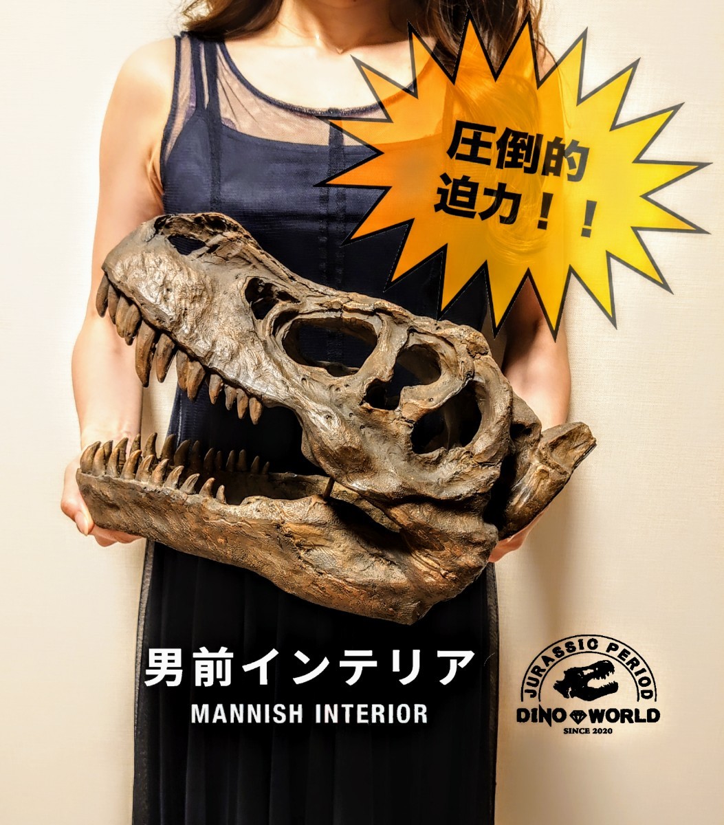 お買い得 ティラノサウルス & トリケラトプス 頭骨 化石 お買い得 ティラノサウルス & トリケラトプス 頭骨 化石