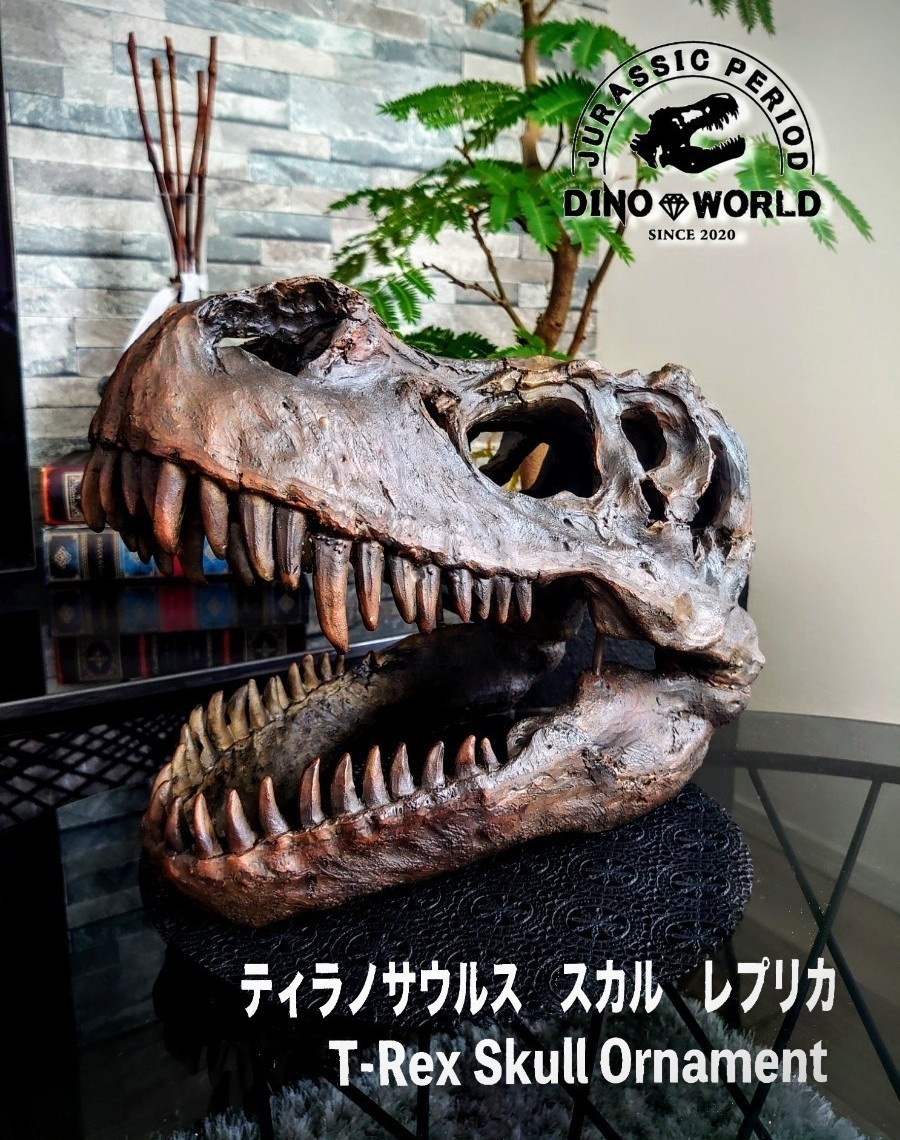 お買い得 ティラノサウルス & トリケラトプス 頭骨 化石 お買い得 ティラノサウルス & トリケラトプス 頭骨 化石