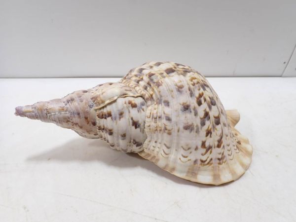 法螺貝 ホラガイ ほら貝 ホラ貝 約34cm 1145ｇ/カ22 220511(その他 