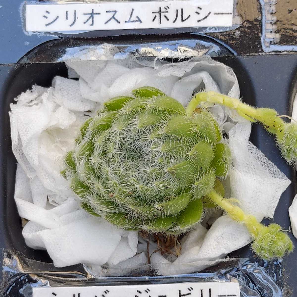 ★シリオスムボルシー*センペルビウム*多肉植物★カット苗_画像3