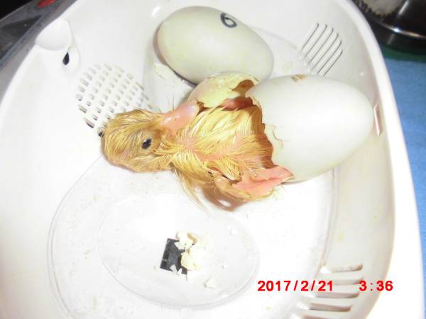 コールダック　異血ペアの種卵　有精卵？　1個！_子供の孵化の瞬間。