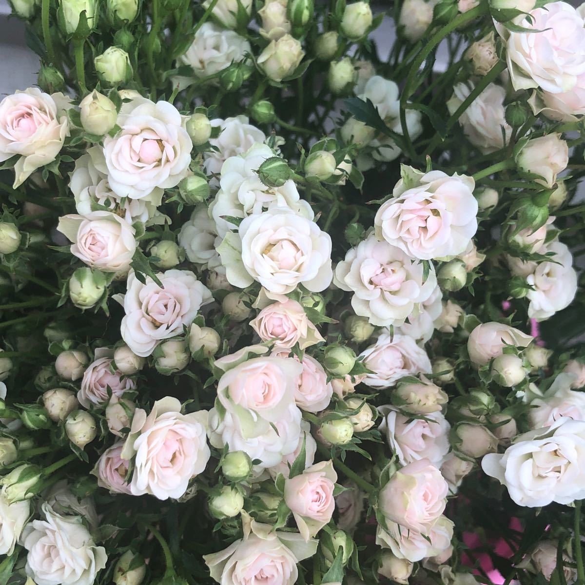 切り花品種 ホワイトウッズ 四季咲きミニ薔薇 花苗 バラ苗 切り花品種 ホワイトウッズ 四季咲きミニ薔薇 花苗 バラ苗