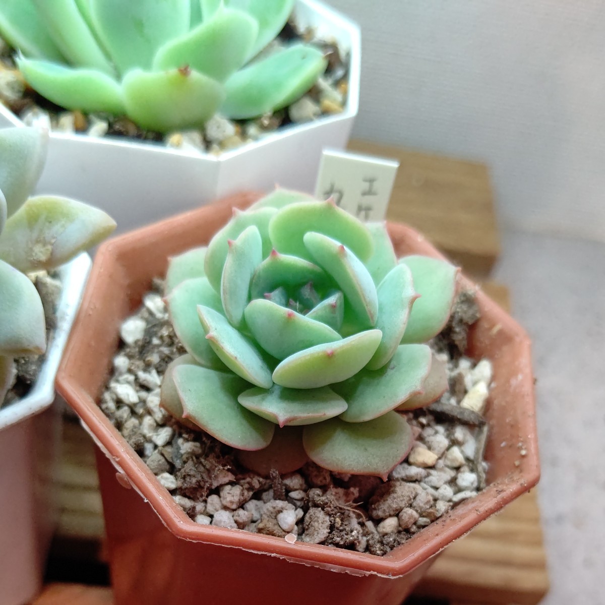 多肉植物 5点セット|Yahoo!フリマ(旧PayPayフリマ) 多肉植物 5点セット|Yahoo!フリマ(旧PayPayフリマ)