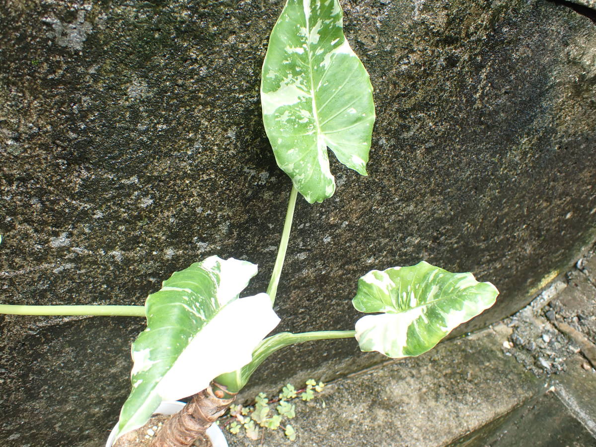 白斑　アロカシア・オドラ　斑入りクワズイモ　Alocasia odora 7_画像2
