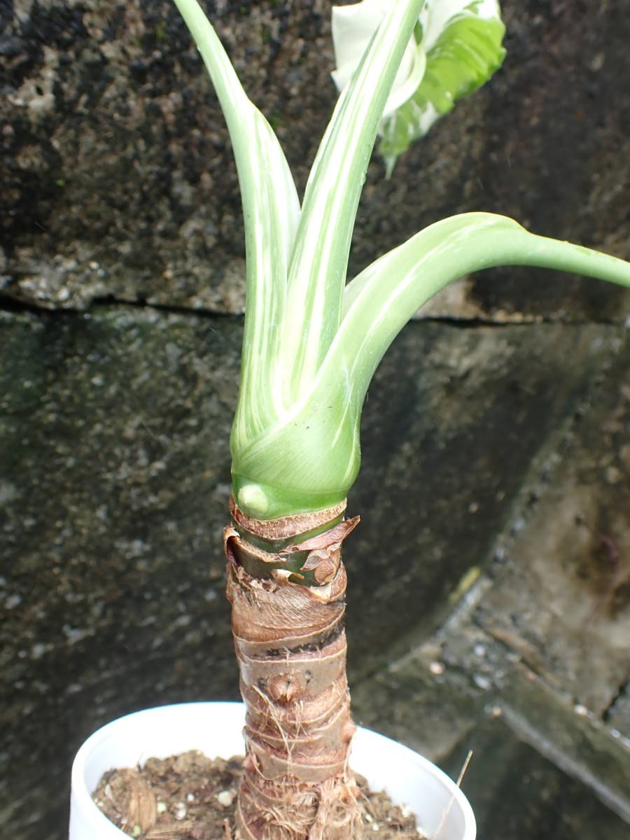 白斑　アロカシア・オドラ　斑入りクワズイモ　Alocasia odora 7_画像5