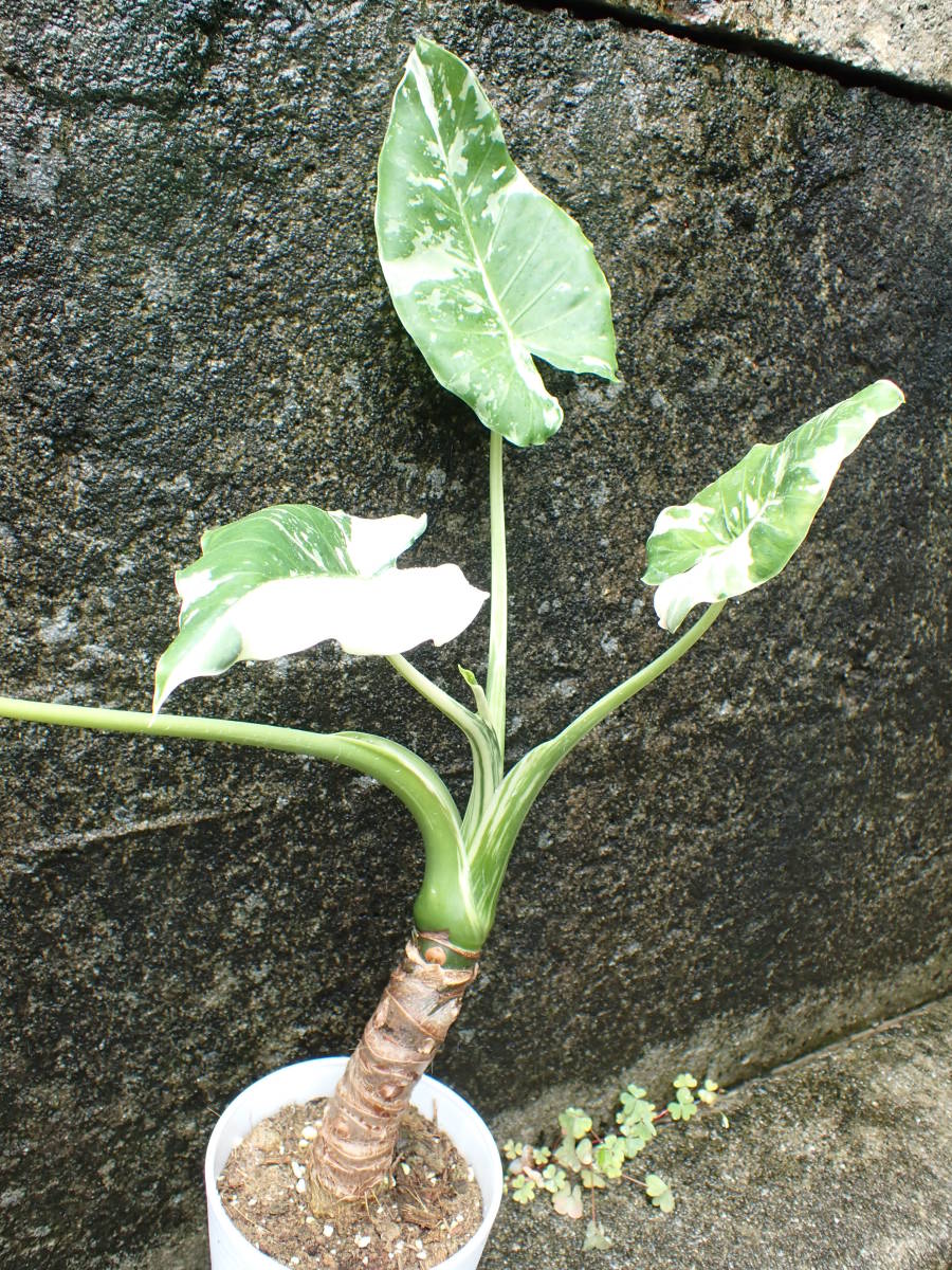 白斑　アロカシア・オドラ　斑入りクワズイモ　Alocasia odora 7_画像1
