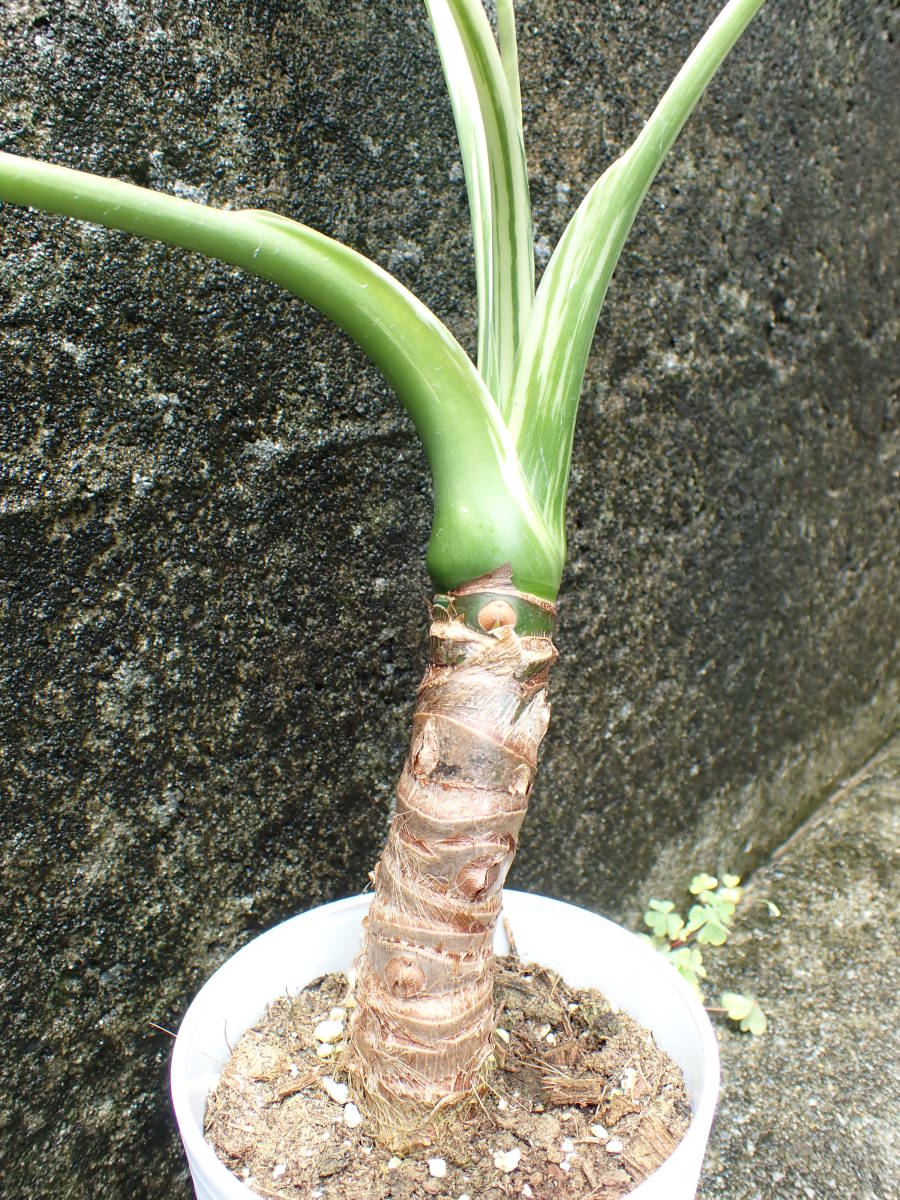 白斑　アロカシア・オドラ　斑入りクワズイモ　Alocasia odora 7_画像3