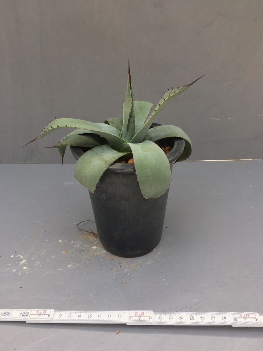 最新コレックション アガベ パリー Agave parryi parryi ssp. 植物