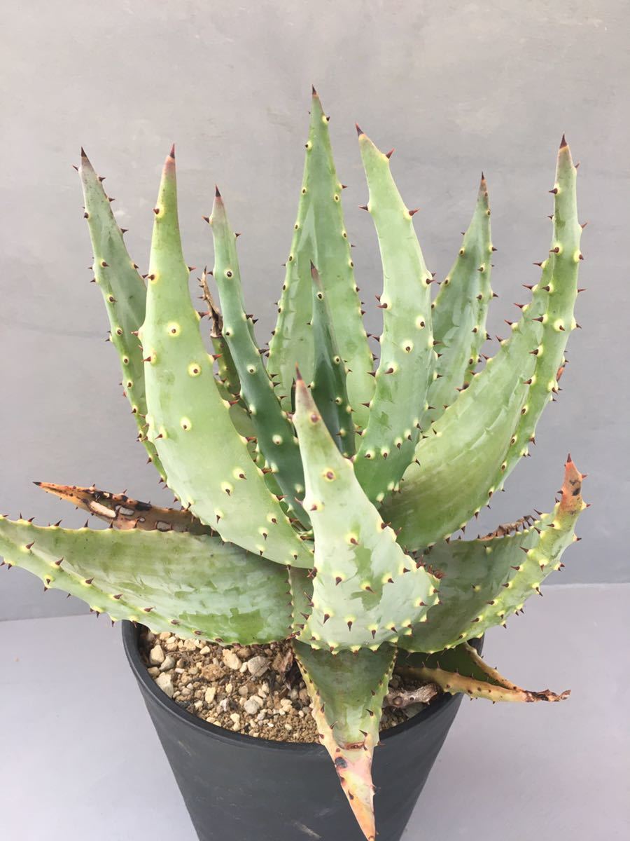 アロエ クロウジアナ Aloe 多肉植物 aculeata 鬼切丸 アフリカ原産
