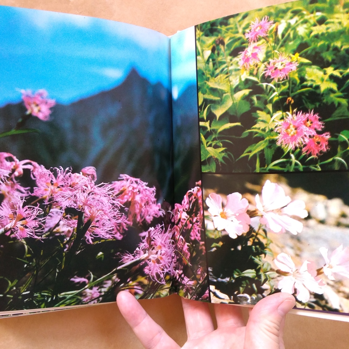 * color mountain. Hanayama . color guide collector's edition Showa era 45 year mountain ... company 394p( mountain . color guide mountain. flower 1,2. . pcs .) SEL
