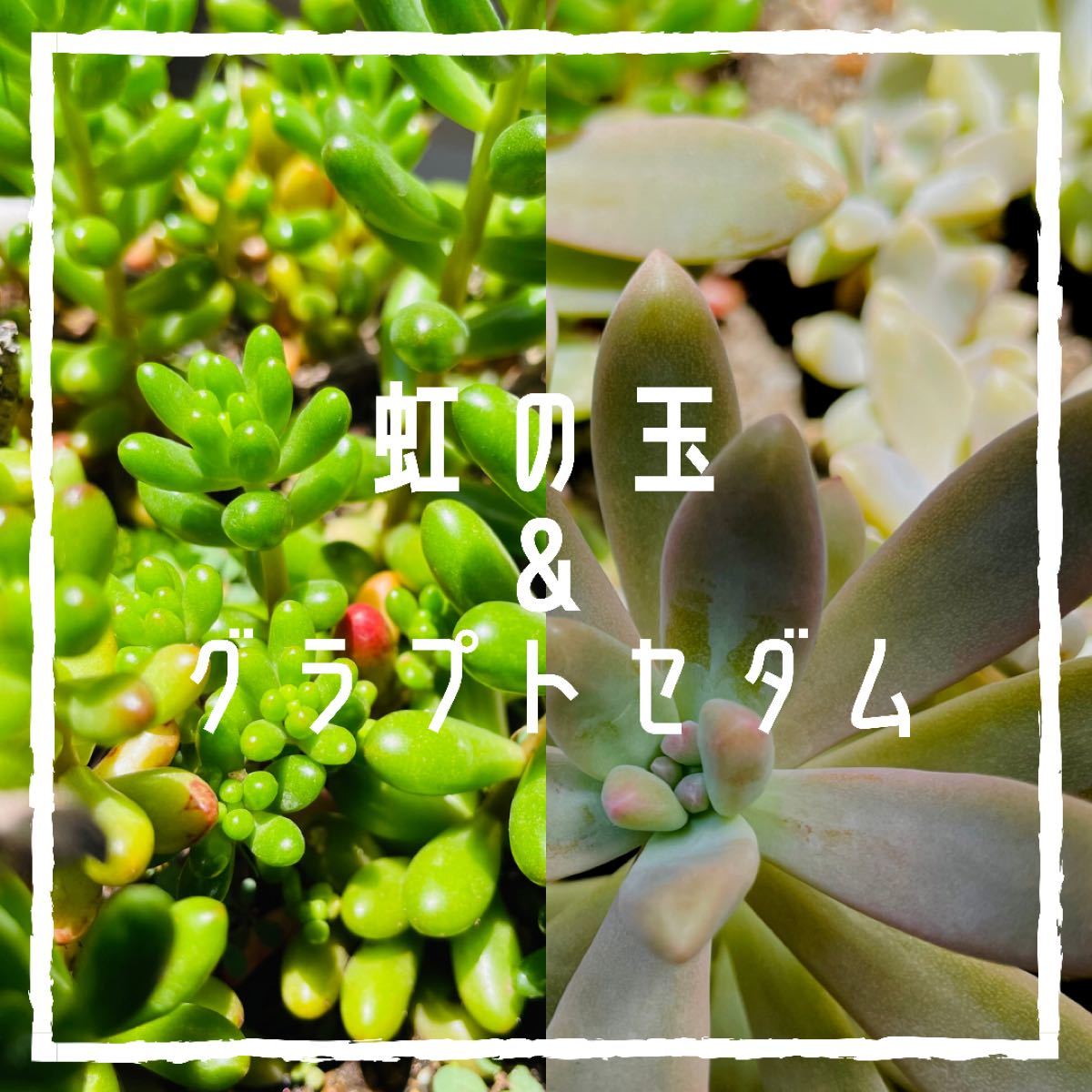 多肉植物　寄せ植えに使えます虹の玉&グラプトセダム　抜き苗または、カット苗　各種3本(器は無し、ネコポス発送予定)