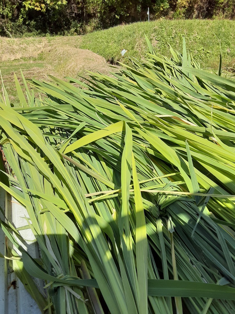 八ヶ岳育ちマコモほうじ茶2袋(1袋50g×2)&和～WA～(赤シソブレンド)マコモブレンドハーブティー1袋(30g)