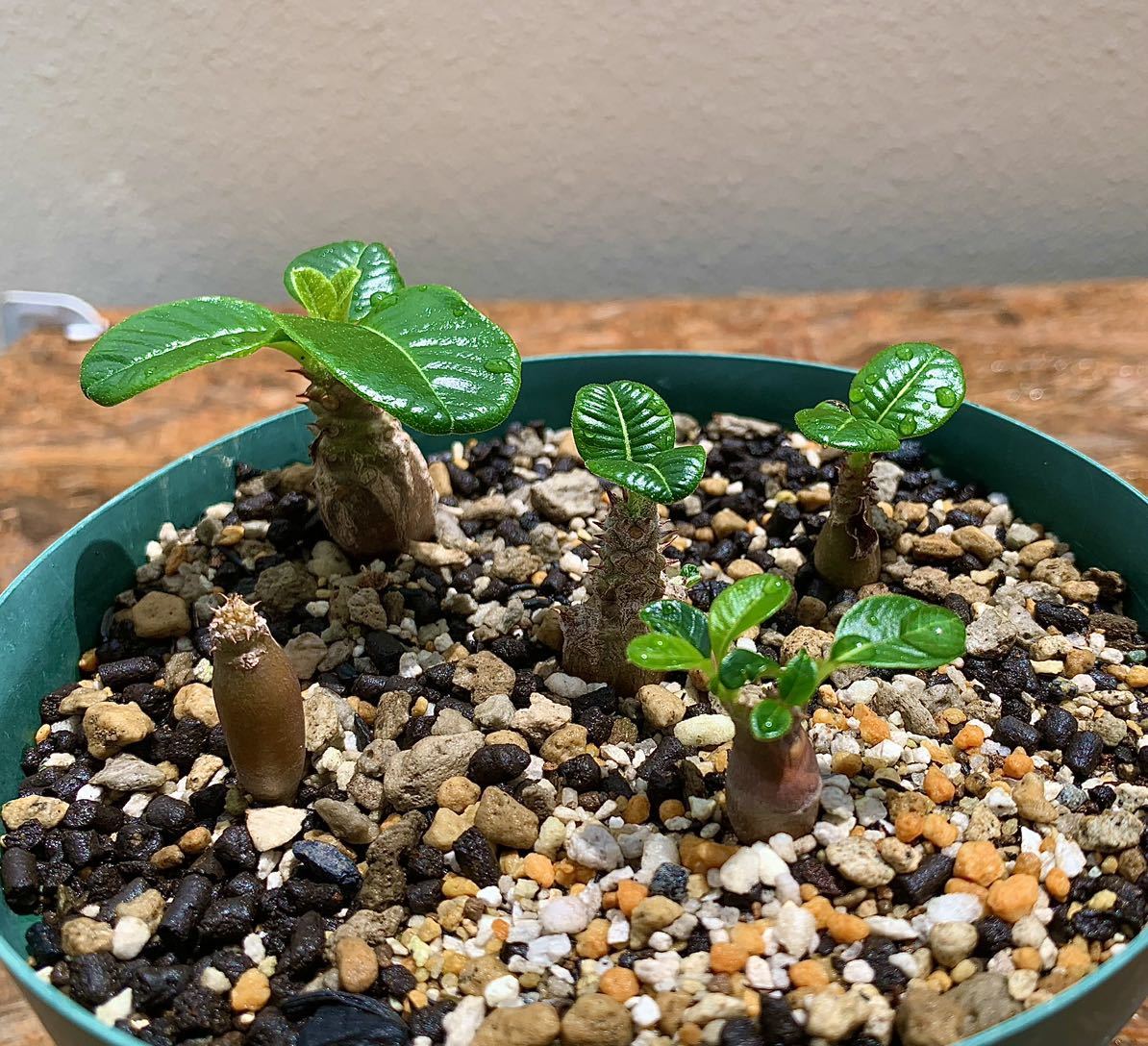 コーデックス 塊根植物 パキポディウム ウィンゾリー 実生 多肉 コーデックス 塊根植物 パキポディウム ウィンゾリー 実生 多肉