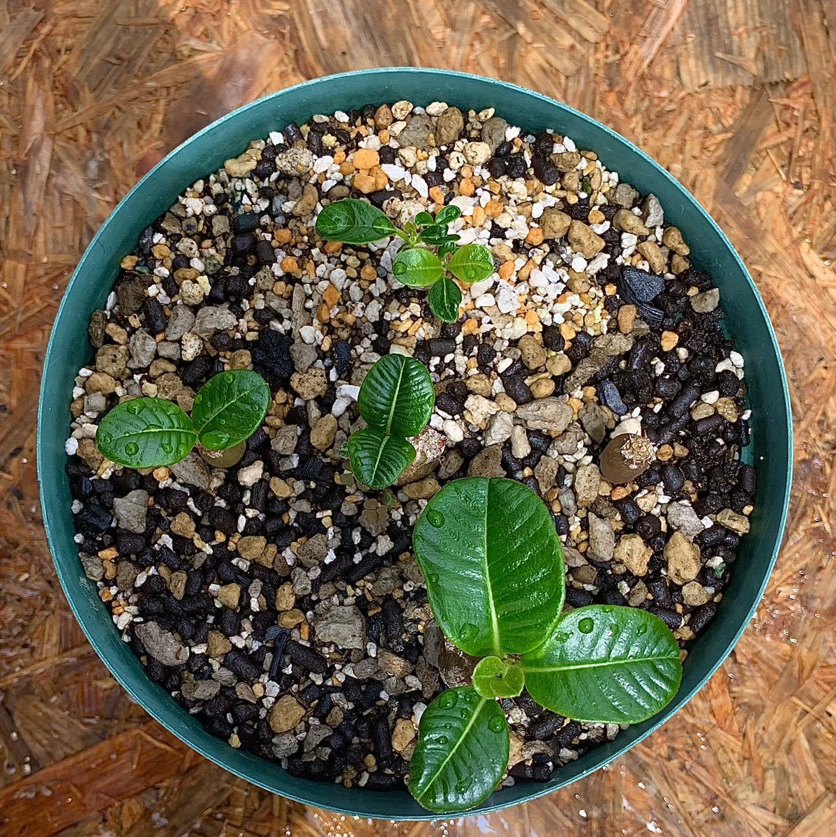 コーデックス 塊根植物 パキポディウム ウィンゾリー 実生 多肉 コーデックス 塊根植物 パキポディウム ウィンゾリー 実生 多肉