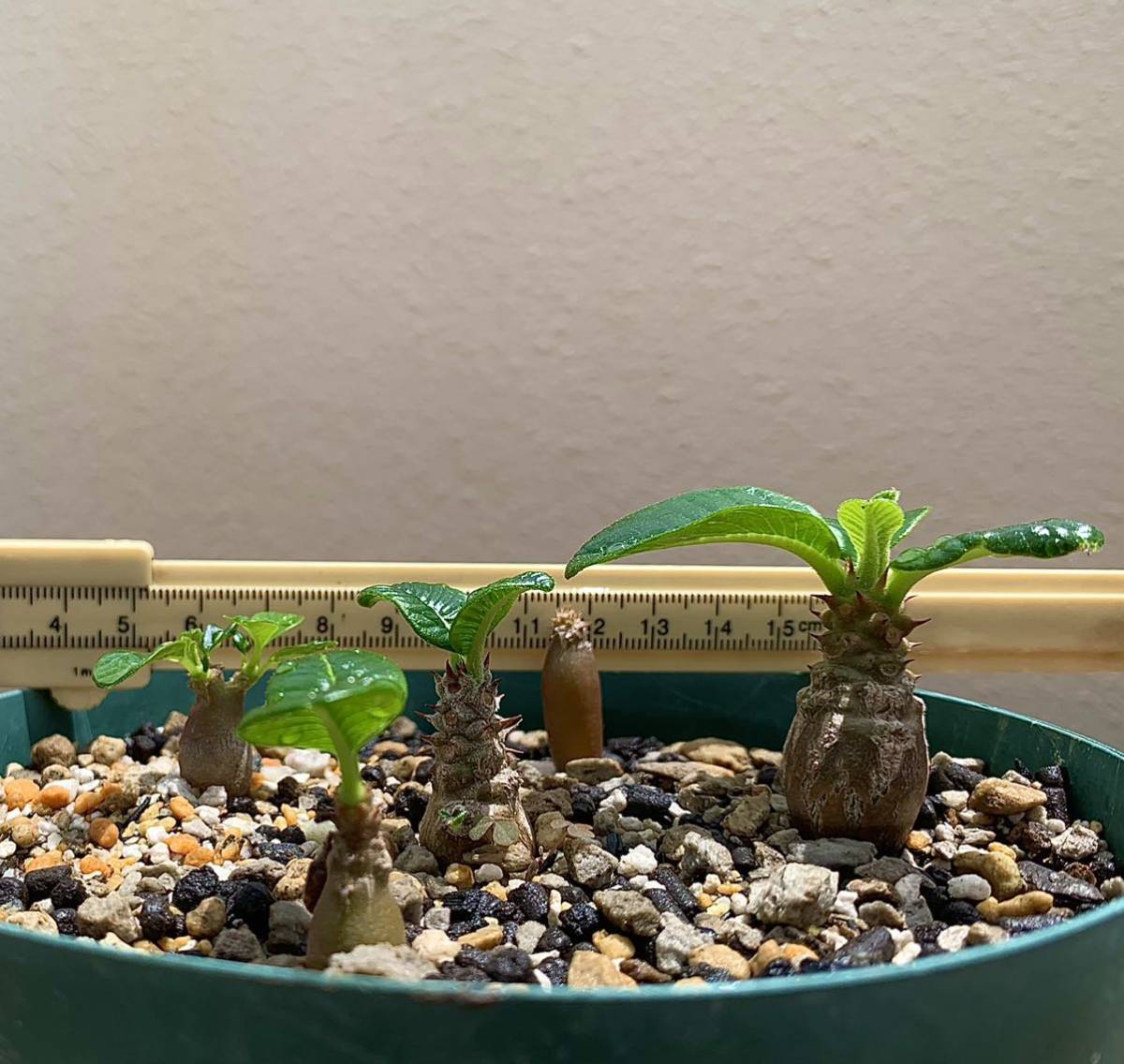 コーデックス 塊根植物 パキポディウム ウィンゾリー 実生 多肉 コーデックス 塊根植物 パキポディウム ウィンゾリー 実生 多肉