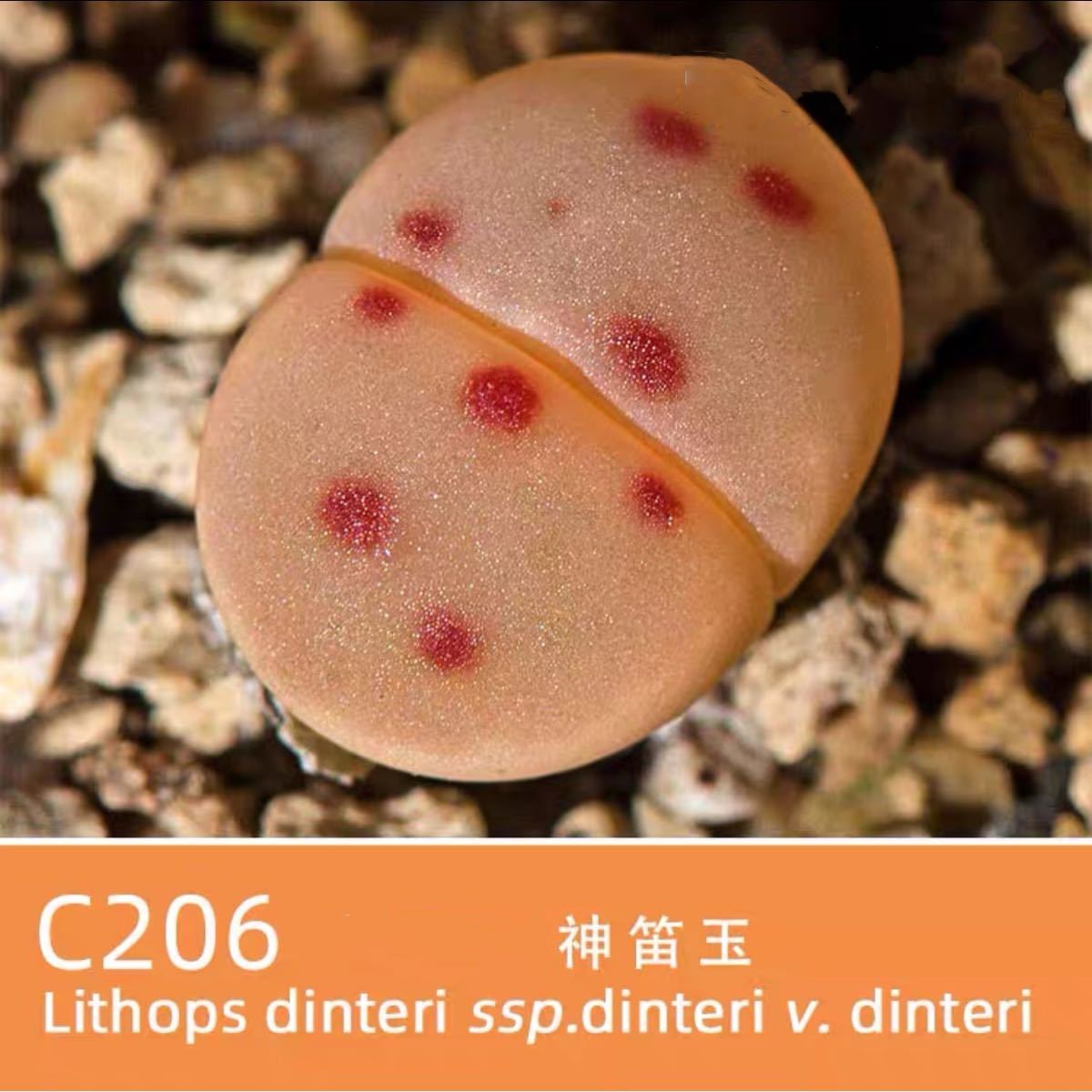 多肉植物 リトープス　メセンC206神迪玉 種子_画像1