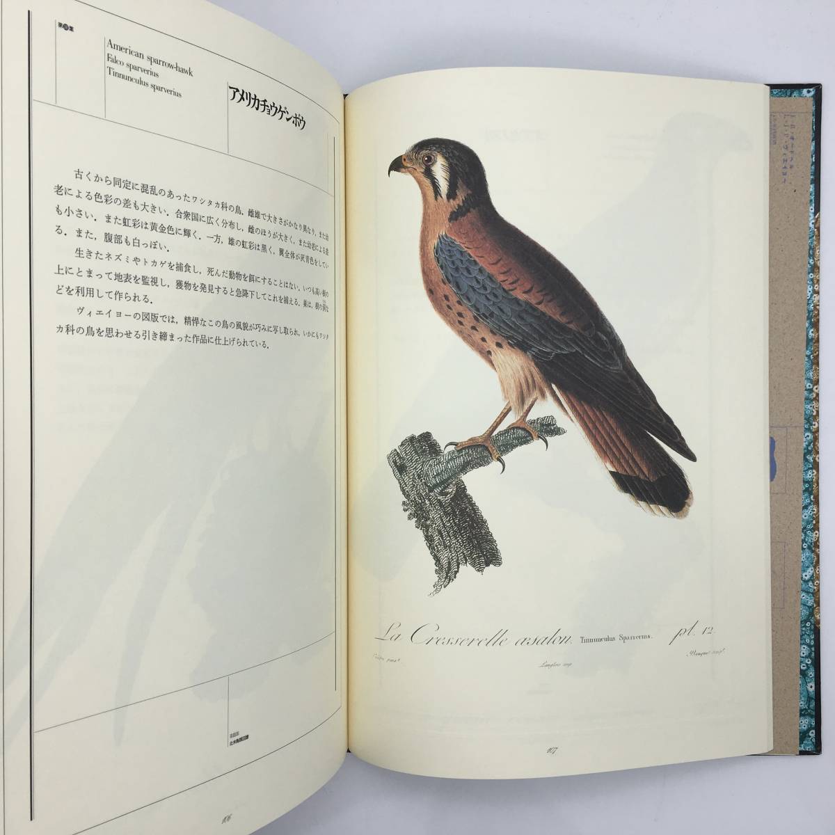 【博物画】黄金の鳥　荒俣宏編著　1986年　付録図版2枚付き☆オードベル＆ヴィエイヨ?「黄金の鳥あるいは金属の光沢」彩色石版画　銅版画_画像7