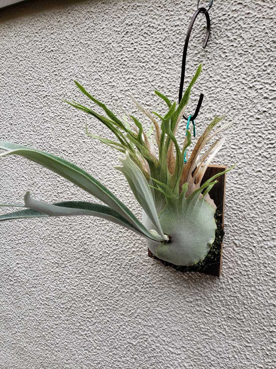 P. veitchii wild ヴィーチー ビーチー ベイチー コウモリラン P. veitchii wild ヴィーチー ビーチー ベイチー コウモリラン