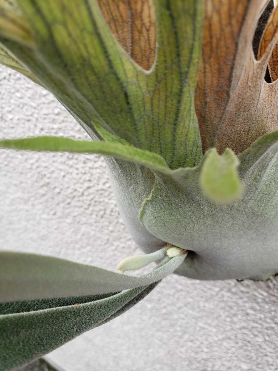 P. veitchii wild ヴィーチー ビーチー ベイチー コウモリラン P. veitchii wild ヴィーチー ビーチー ベイチー コウモリラン