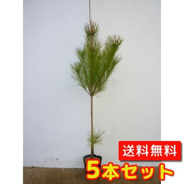 Высота дерева Akamatsu около 1 мкм 15 см.