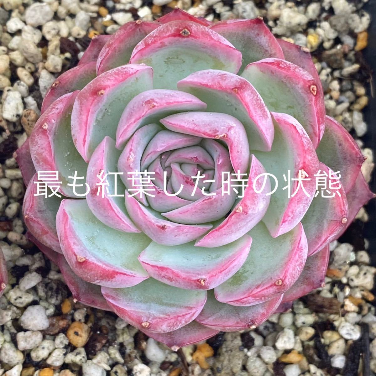 多肉植物 韓国苗 エケベリア シルエット 小苗 カット苗_画像5