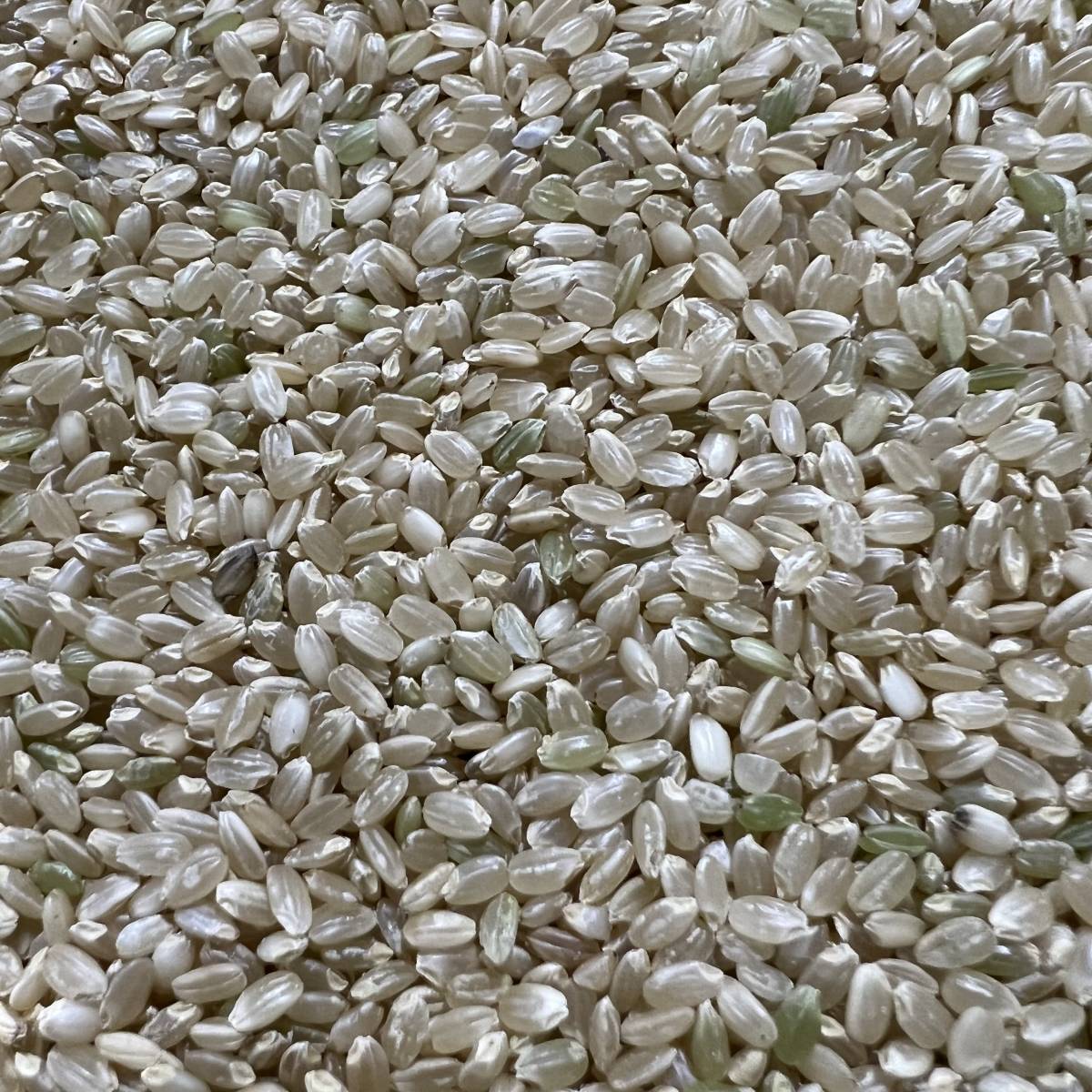 令和3年 秋田県産 減農薬コシヒカリ玄米22kg 中米 農家直送_画像1