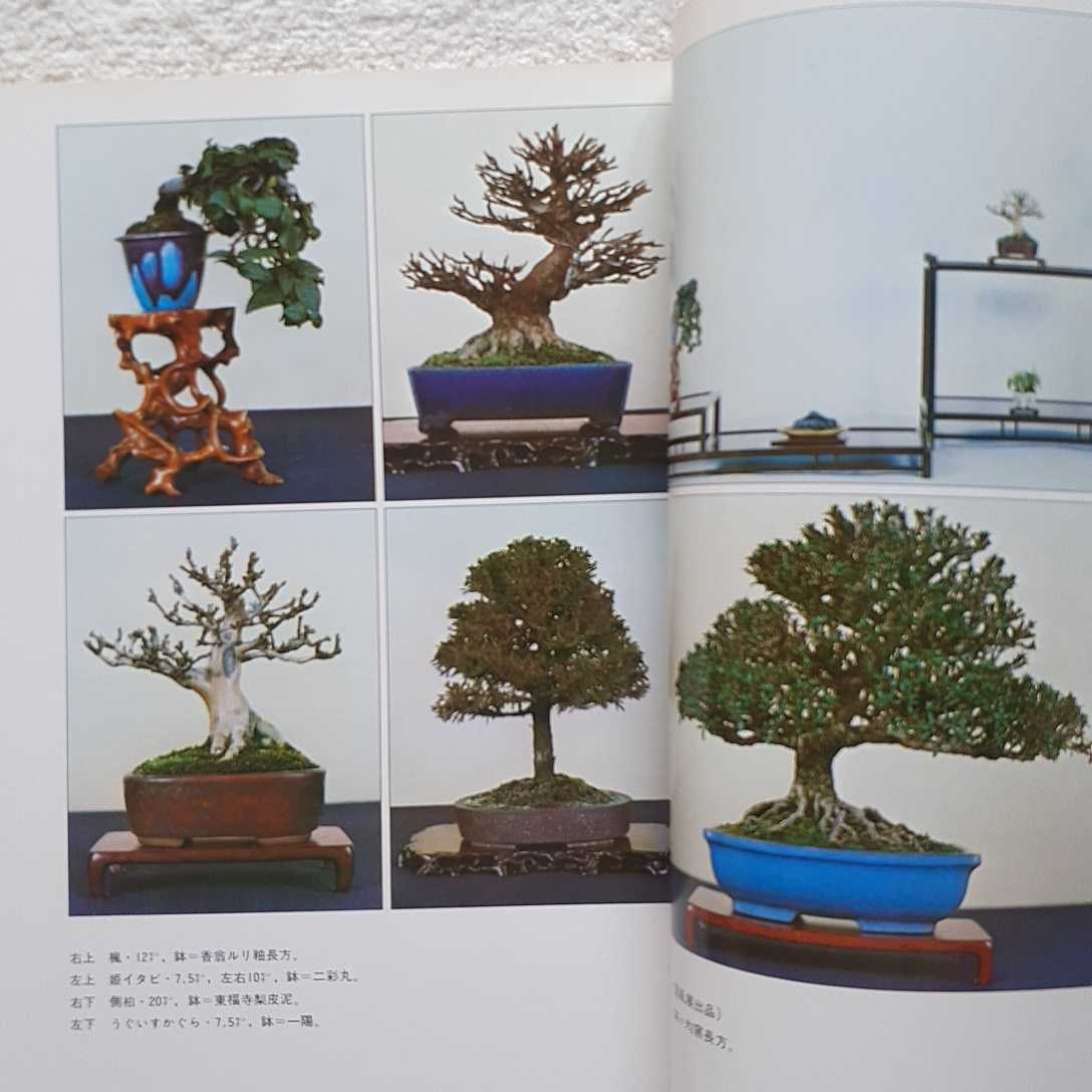 F bonsai world special increase .[ color shohin bonsai ] Showa era 53 year 