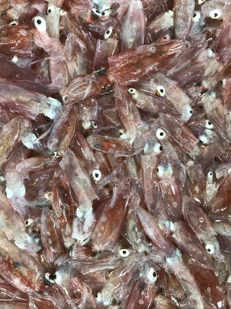 魚専科 白イカ 1キロ（追加購入可能）送料一律 鮮度抜群 愛媛県豊後水道産漁師直送 他鮮魚アリ！ 冷凍発送！　シロイカ　剣先イカ_画像2