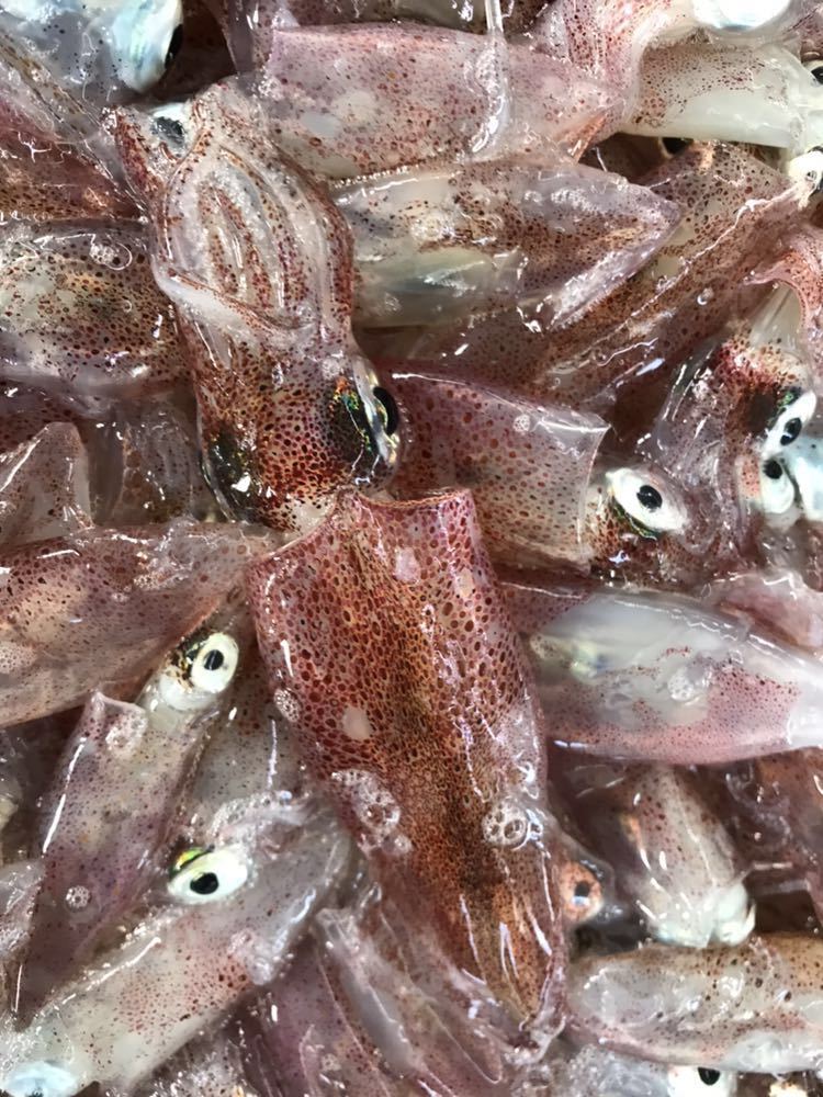 魚専科 白イカ 1キロ（追加購入可能）送料一律 鮮度抜群 愛媛県豊後水道産漁師直送 他鮮魚アリ！ 冷凍発送！　シロイカ　剣先イカ_画像1