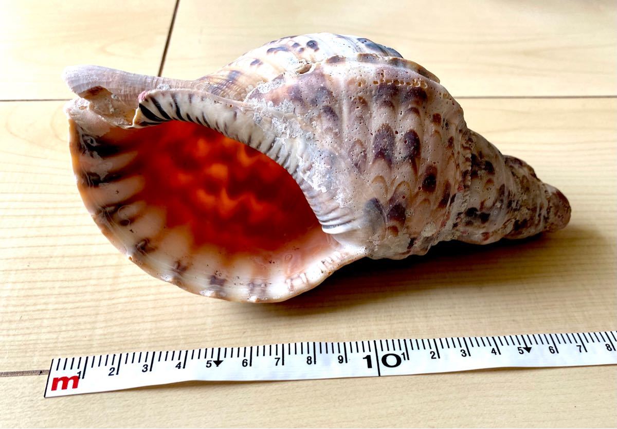 【値引き中価格】ビオトープ ホラガイ 法螺貝 ④ 全長約19cm 沖縄 熱帯魚 水槽 置物 オブジェ アクアリウム